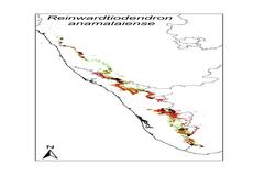 Reinwardtiodendron anamalaiense